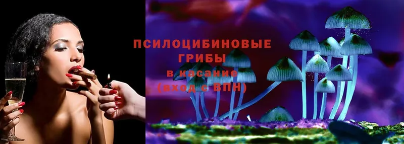 закладки  Заринск  Псилоцибиновые грибы Magic Shrooms 